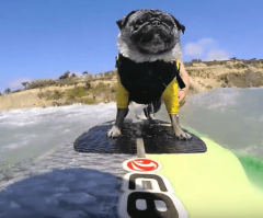 Surfs Up, Pooch! Adorable Pug Cruises on the Waves