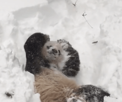 Watch This Adorable Panda Play in the Snow