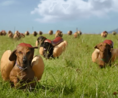 Wiener Dog Stampede in Heinz Ketchup Commercial Is Super Bowl Ad Worthy