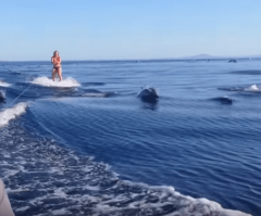 Incredible! Watch Family of Dolphins Ride the Waves With Female Wakeboarder