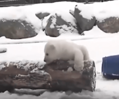 Cuddly Polar Bear Cub Sees Snow for the First Time, Melts Your Heart! (VIDEO)