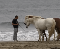 Man's Special Ability Has Horses Frolicking Like Happy Dogs - This Will Amaze You (VIDEO)