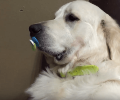 Silly Dog Really Loves His Tiny Pacifier