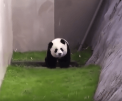 Adorably Mischievous Panda Slides Down Zoo's Hill; Cutest Zookeeper Rescue Ensues
