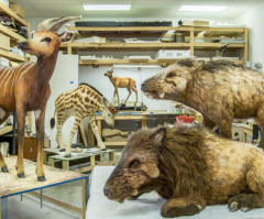 Ken Ham's Ark Encounter Promises to Answer Most Asked Questions About Noah's Ark