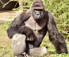 Why We Grieve for the Gorilla That Could've Killed a Child