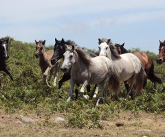 US Gov't Votes to Kill 45,000 Wild Horses, Advocates Want Them Saved