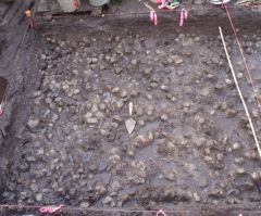 3,800-Year-Old Underwater Garden With Potatoes Uncovered in Canada