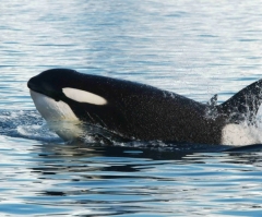 World's Oldest Killer Whale Presumed Dead; 'Granny' Was Over 100 Years Old
