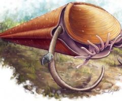 Scientists Identify Bizarre 500 Million Year Old Sea Creature