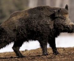 ISIS Radicals Killed by Wild Boars After Jihadists Slaughter 25 Captives