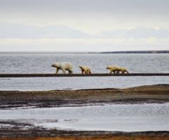 Alaska Refuge Under Threat for Oil Drilling: Christians Must Protect God's Creation