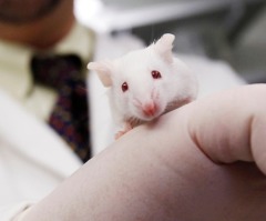 Tax Dollars Funding Creation of 'Humanized Mice' Using Aborted Human Baby Organs, Journals Show