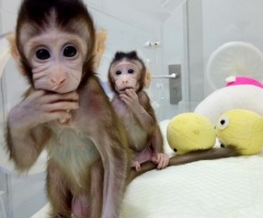 Monkey Clones: Harbingers of Things to Come?
