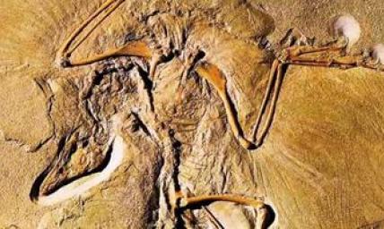 The Missing Link Dinosaur: It's Just a Bird