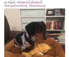 Planned Parenthood CEO Cecile Richards Promoted Adoption, but There's a Catch 