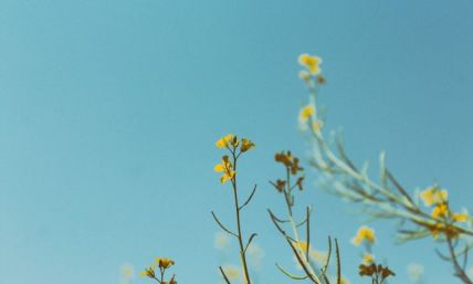 Spring Forth and Find Life's Joy