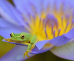 The Incredible Way God Equipped Frogs to Ride Out Dry Times