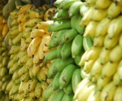 Bananas in Madagascar May Hold Key to the Fruit Surviving the Panama Disease