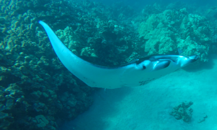 Hawaii's Sunscreen Ban: A Good Law or More Needless Government Meddling?