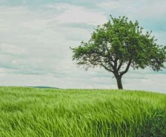 Trees are vital to the Christian story