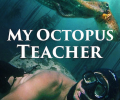 'My Octopus Teacher' and the God-shaped hole in every human heart