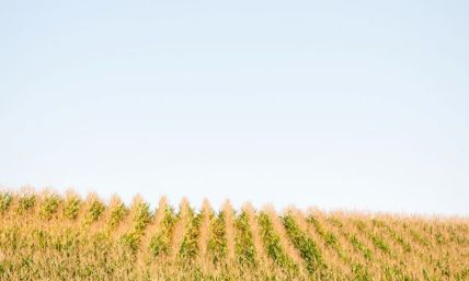 Let's get some facts straight on ethanol