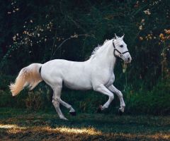 Revelation 6: The deceptive rider on the white horse