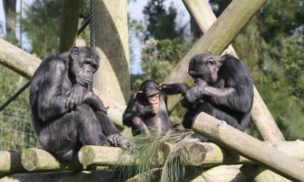 Zombie science: Humans share 99% of DNA with chimpanzees?