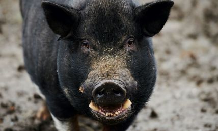 Caution — swine crossing (and they're people)