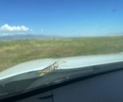 National Weather Service blames military 'chaff', not plague of locusts, for Utah radar anomaly 