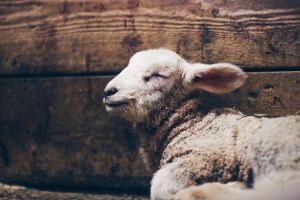 What does it mean for Jesus to be our 'Good Shepherd'? 
