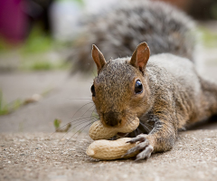 Peanut’s owner to sue NY officials over killing of beloved squirrel