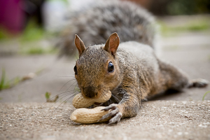 Peanut’s owner to sue NY officials over killing of beloved squirrel