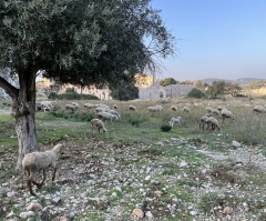 5 reasons why strong pastoral leadership is biblically essential