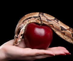 What lie have you been rehearsing?