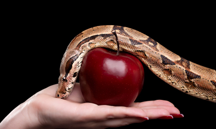 What lie have you been rehearsing?