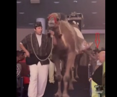 Woman suffers dangerous camel kick during megachurch’s Christmas Spectacular