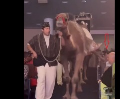 Woman suffers dangerous camel kick during megachurch’s Christmas Spectacular