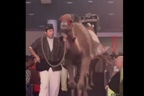 Woman suffers dangerous camel kick during megachurch’s Christmas Spectacular