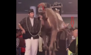 Woman suffers dangerous camel kick during megachurch’s Christmas Spectacular