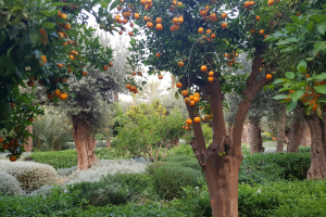 What the modern environmental narrative gets wrong 