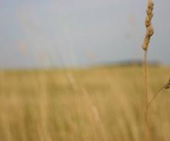 Will He Not Much More Clothe You?