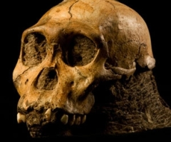 Scientists, Creationists Agree: 'Sediba' is No 'Missing Link'