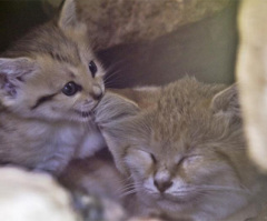 Sand Cat Kitten Born in Israeli Zoo (PHOTOS)