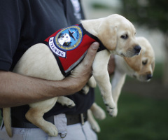 National Dog Day Celebrated Across America