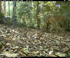 Rare and Wild Cat Species Caught on Camera in Indonesia (PHOTOS)