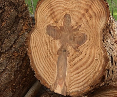 Cross Image Found in Tree Near Calif. Church