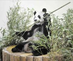 Giant Pandas Flown to Scottish Zoo in Landmark Diplomacy and Conservation Efforts (PHOTO)