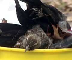 Dead Blackbirds in Arkansas Likely Linked to Fireworks, Scientists Say